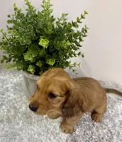 Oakley, a male Dachshund for sale in Stark City, MO – 3 of 9