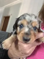 Duchess, a female Dachshund for sale in Stark City, MO – 2 of 4