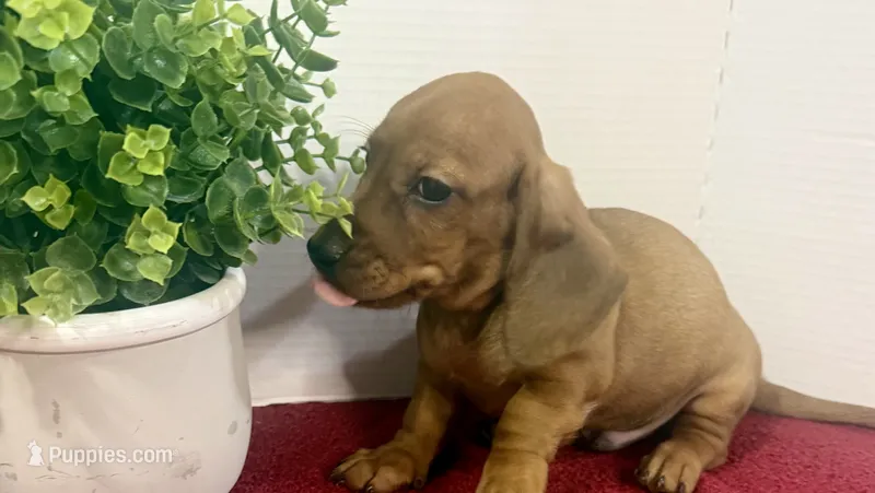 Sammy – Dachshund puppy for sale in Stark City, MO