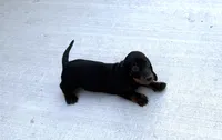 Eddie (pending) , a male Dachshund for sale in Stark City, MO – 9 of 9