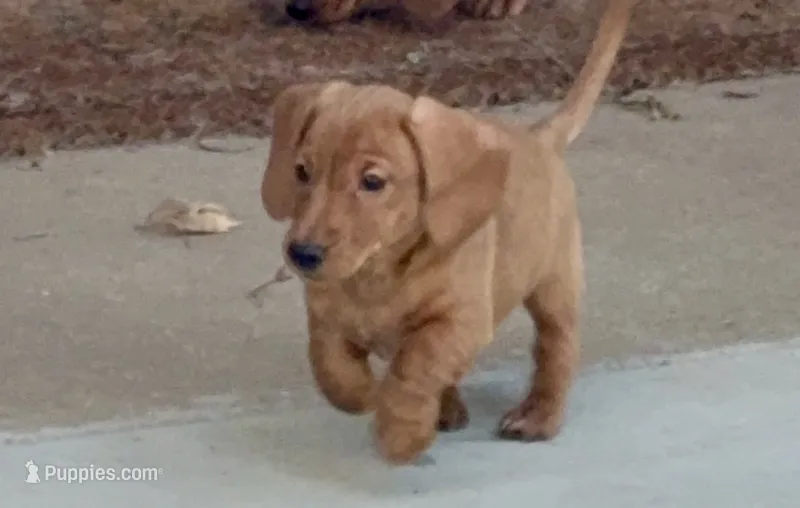 Simba – Dachshund puppy for sale in Stark City, MO