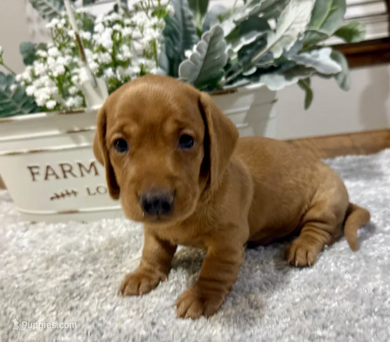 Simba – Dachshund puppy for sale in Stark City, MO