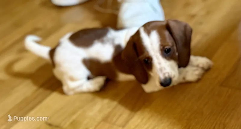 Evie – Dachshund puppy for sale in Stark City, MO
