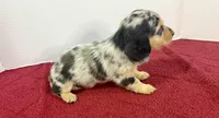 Duchess(on hold), a female Dachshund for sale in Stark City, MO – 4 of 7
