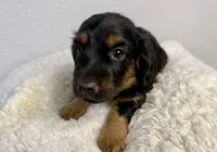 Bruno, a male Dachshund for sale in Stark City, MO – Photo 4 of 4