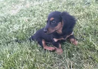 Bruno (Sold), a male Dachshund for sale in Stark City, MO – Photo 3 of 5