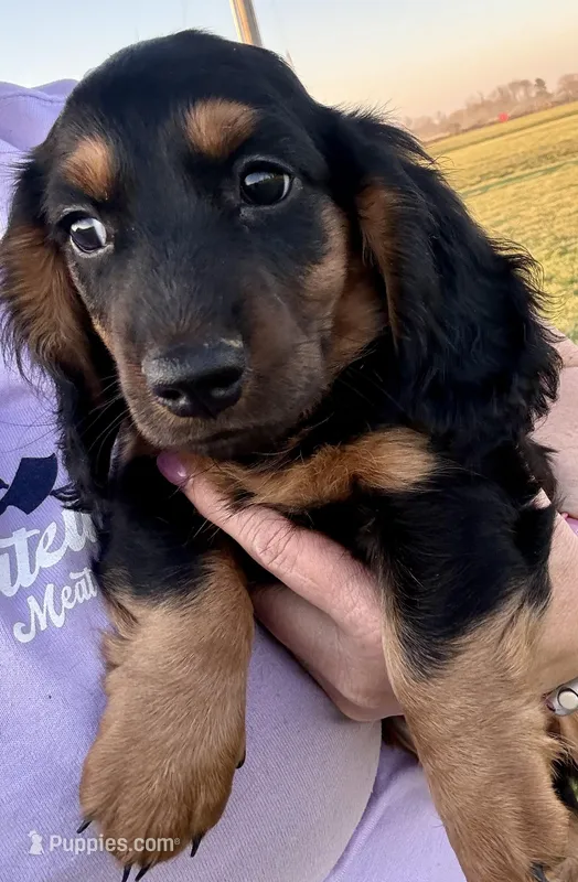 Bruno – Dachshund puppy for sale in Stark City, MO