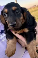 Bruno (Sold), a male Dachshund for sale in Stark City, MO – Photo 1 of 5