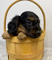 Bruno, a male Dachshund for sale in Stark City, MO – Photo 3 of 4