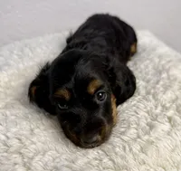 Bruno, a male Dachshund for sale in Stark City, MO – Photo 2 of 4