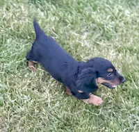 Bruno (Sold), a male Dachshund for sale in Stark City, MO – Photo 4 of 5