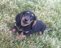Bruno (Sold), a male Dachshund for sale in Stark City, MO – Photo 2 of 5