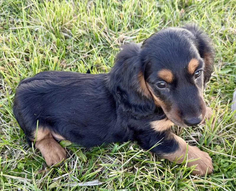 Bruno – Dachshund puppy for sale in Stark City, MO