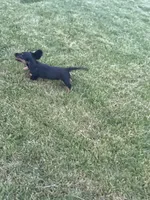 Bruno (Sold), a male Dachshund for sale in Stark City, MO – Photo 5 of 5