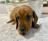 Sammy, a male Dachshund for sale in Stark City, MO – 2 of 4