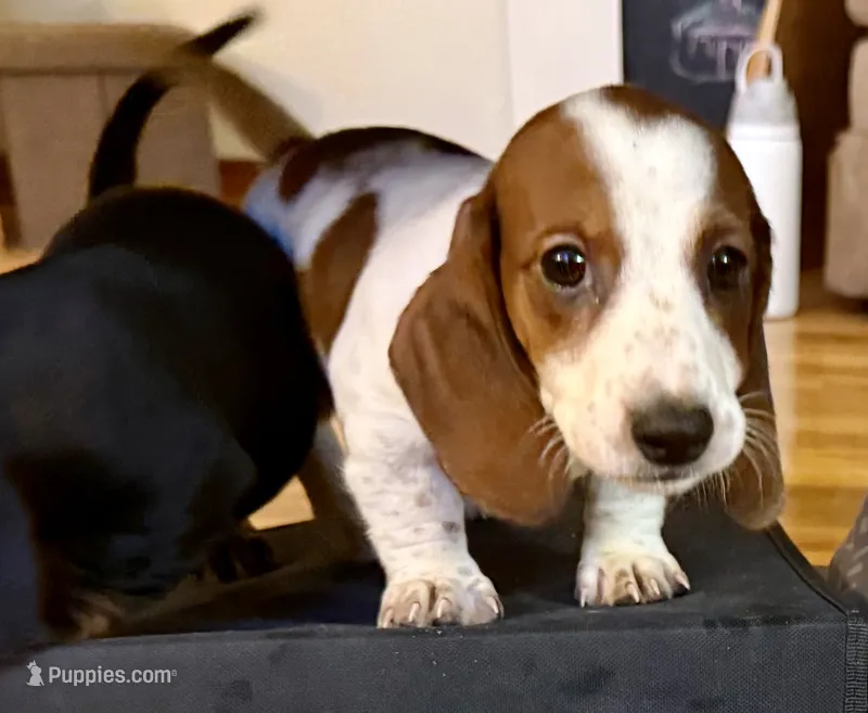 Evie – Dachshund puppy for sale in Stark City, MO