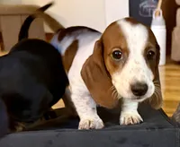 Evie(on hold), a female Dachshund for sale in Stark City, MO – 2 of 8