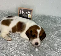 Evie, a female Dachshund for sale in Stark City, MO – 1 of 4