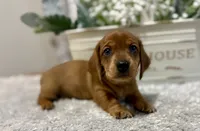 Sissy, a female Dachshund for sale in Stark City, MO – 2 of 6