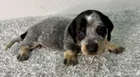 Emmie (on hold), a female Dachshund for sale in Stark City, MO – 3 of 3