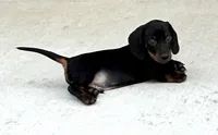 Eddie (pending) , a male Dachshund for sale in Stark City, MO – 6 of 9