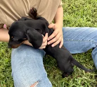 Eddie (pending) , a male Dachshund for sale in Stark City, MO – 8 of 9