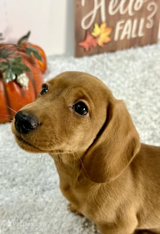 Simba – Dachshund puppy for sale in Stark City, MO