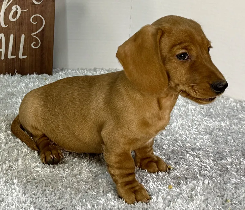 Simba – Dachshund puppy for sale in Stark City, MO