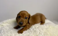 Sofira, a female Dachshund for sale in Stark City, MO – Photo 1 of 4