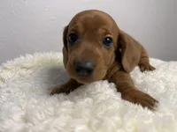 Sofira, a female Dachshund for sale in Stark City, MO – Photo 3 of 4