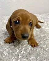 Sofira, a female Dachshund for sale in Stark City, MO – Photo 2 of 4