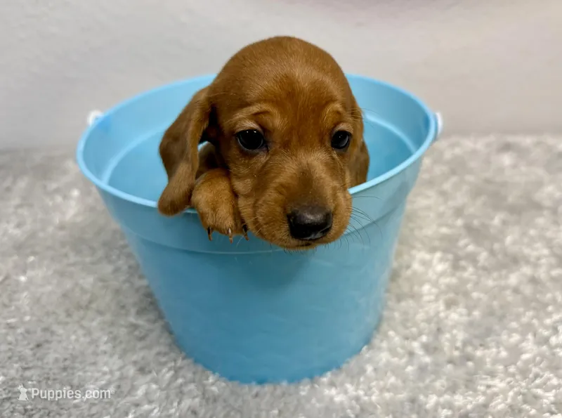 Sofira – Dachshund puppy for sale in Stark City, MO