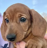 Sofira (pending), a female Dachshund for sale in Stark City, MO – Photo 4 of 5