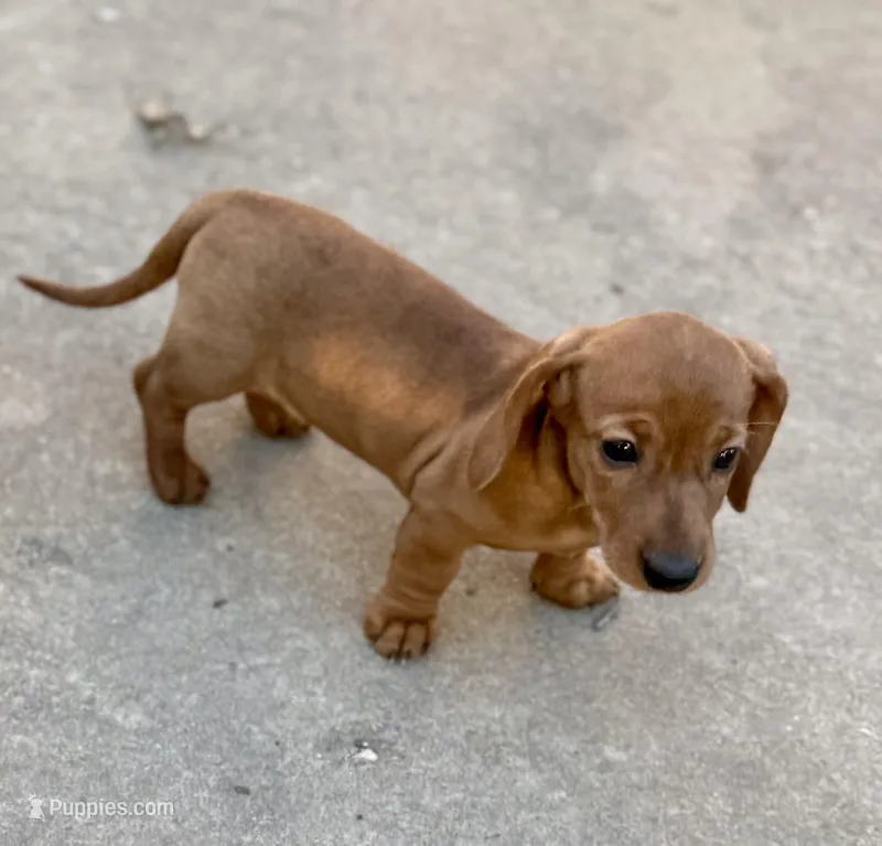 Sofira – Dachshund puppy for sale in Stark City, MO