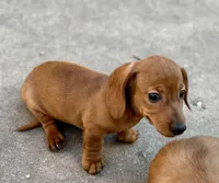 Sofira (pending), a female Dachshund for sale in Stark City, MO – Photo 2 of 5