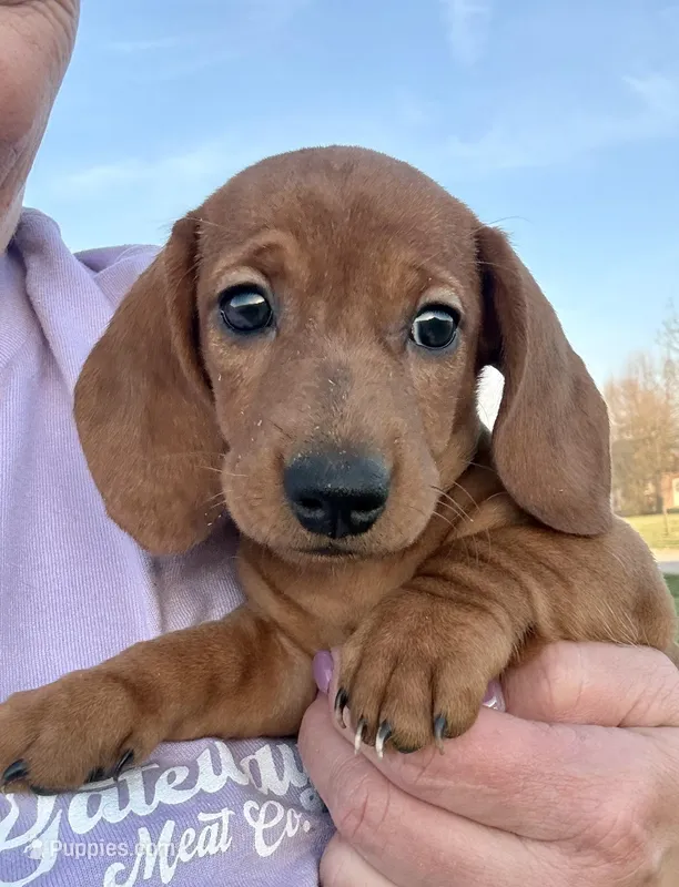 Sofira (pending) – Dachshund puppy for sale in Stark City, MO
