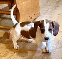 Evie(on hold), a female Dachshund for sale in Stark City, MO – 8 of 8