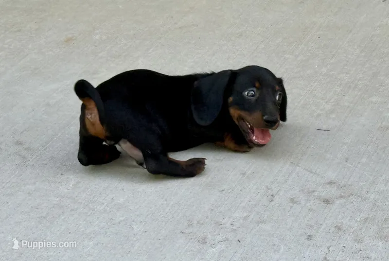 Eddie – Dachshund puppy for sale in Stark City, MO
