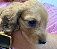 Cooper, a male Dachshund for sale in Stark City, MO – 3 of 4