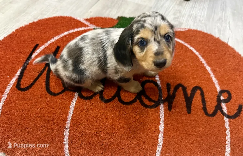 Duchess – Dachshund puppy for sale in Stark City, MO