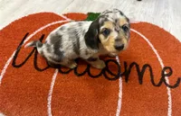Duchess(on hold), a female Dachshund for sale in Stark City, MO – 1 of 7