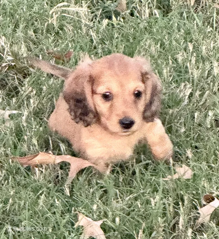 Oakley – Dachshund puppy for sale in Stark City, MO