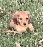 Oakley(on hold), a male Dachshund for sale in Stark City, MO – 2 of 7