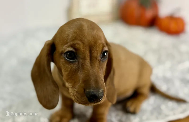 Sammy – Dachshund puppy for sale in Stark City, MO
