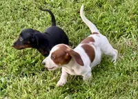 Evie(on hold), a female Dachshund for sale in Stark City, MO – 7 of 8
