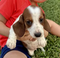 Evie(on hold), a female Dachshund for sale in Stark City, MO – 1 of 8