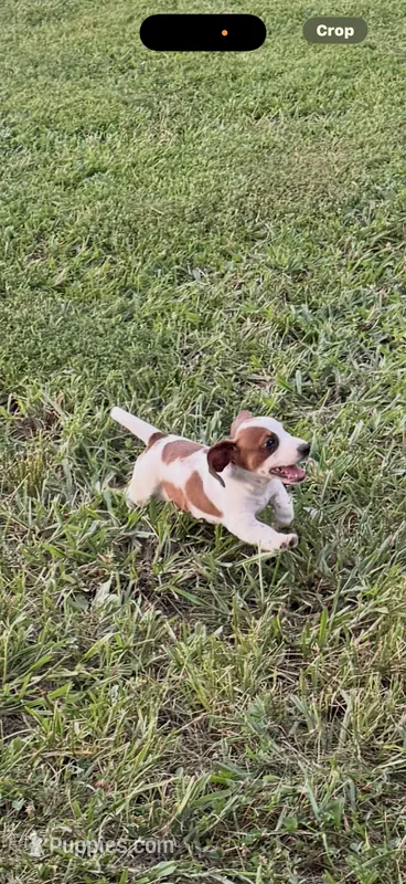 Evie – Dachshund puppy for sale in Stark City, MO