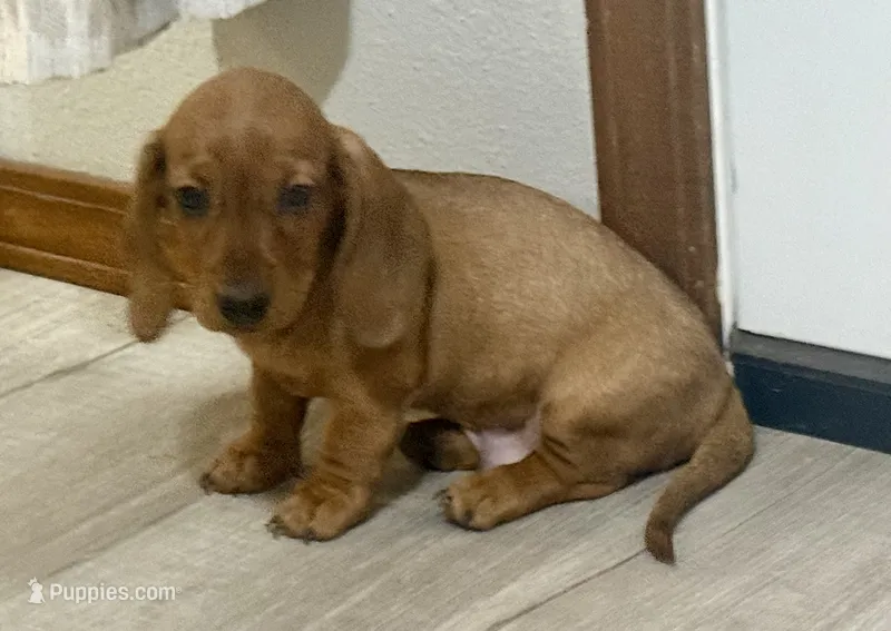 Sammy – Dachshund puppy for sale in Stark City, MO
