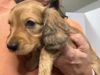 Oakley, a male Dachshund for sale in Stark City, MO – 5 of 9