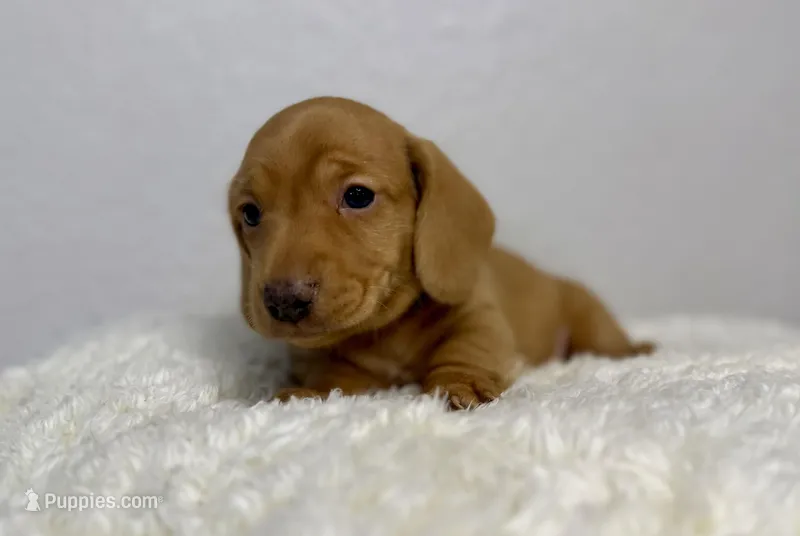 Frankie, a male Dachshund for sale in Stark City, MO – Photo 1 of 4